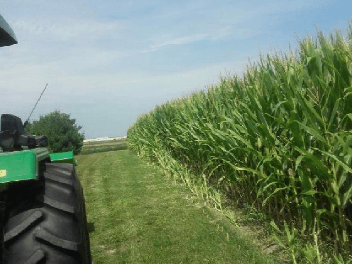 En la zona de Corral de Bustos proyectan maíces de 140 quintales