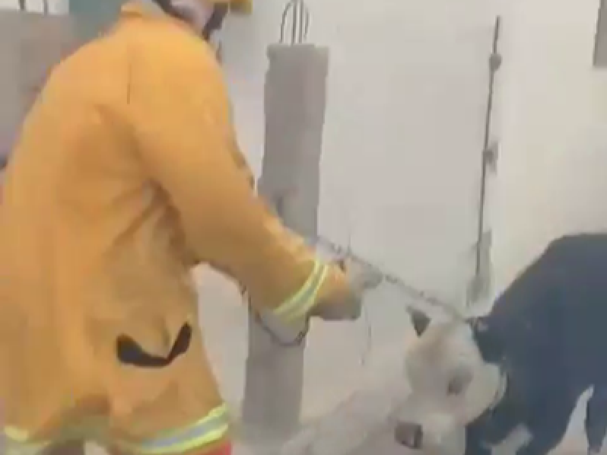 Para destacar: bomberos salvan a un ternero de las llamas en las sierras