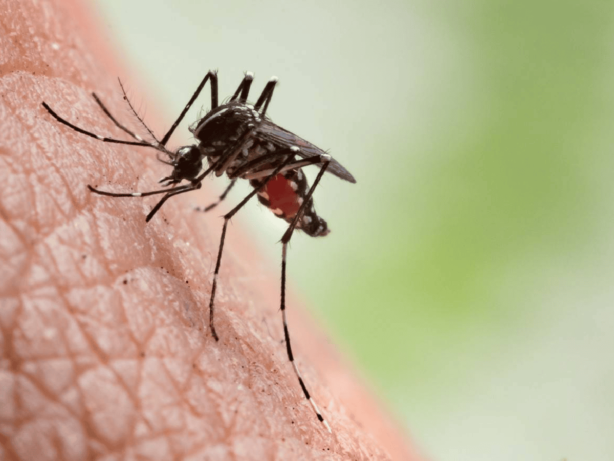 Aumentan los casos de dengue en la provincia de Córdoba 