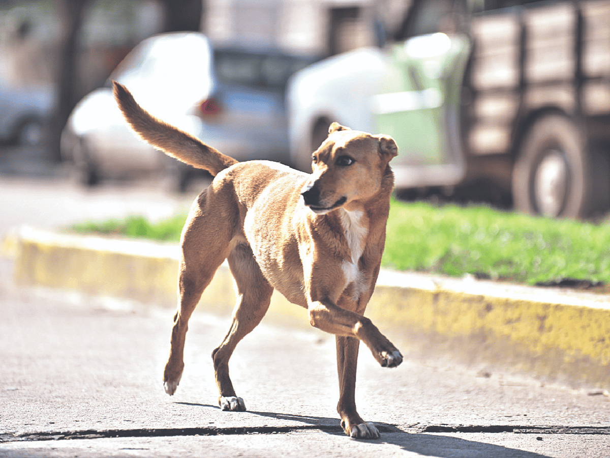 Perros sueltos en la calle: no se cumple la ordenanza y advierten que aún falta concientizar 