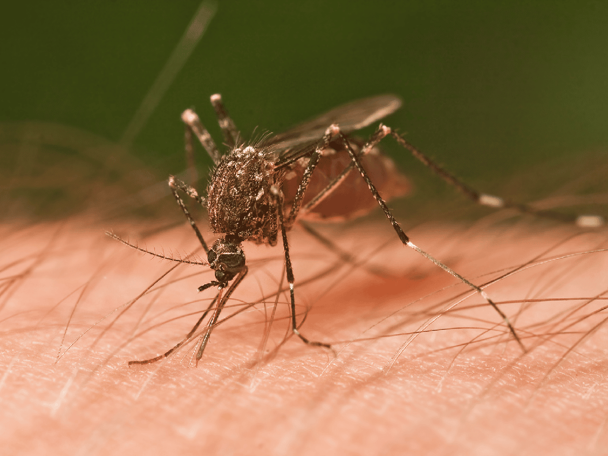 Santa Fe es una de las tres áreas del país con transmisión localizada de dengue