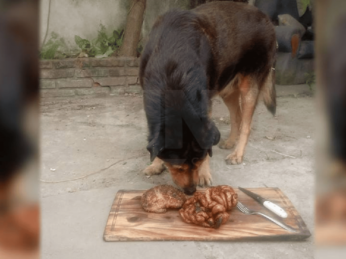 Le festejó el cumpleaños a su perro con un asado y se volvió viral