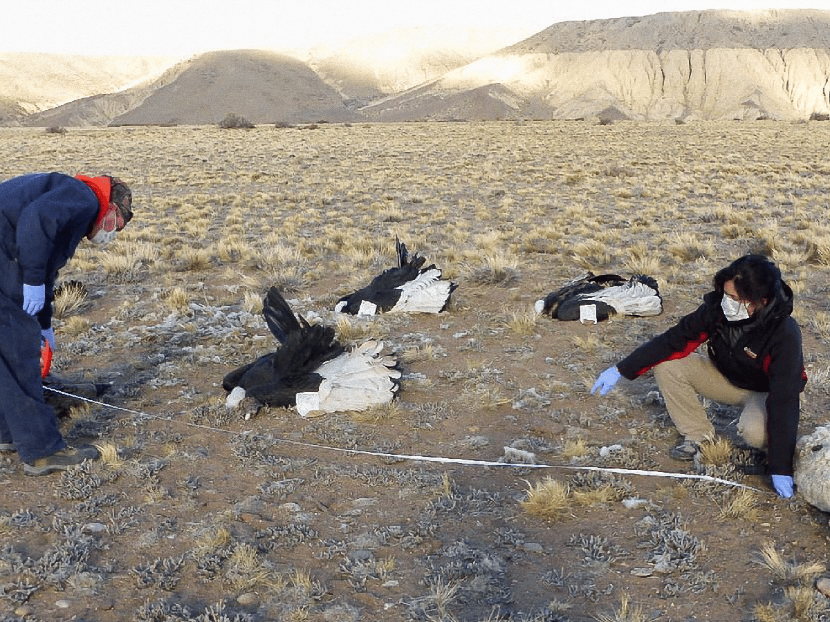 Denuncian el hallazgo de seis cóndores muertos en Perito Moreno, Santa Cruz