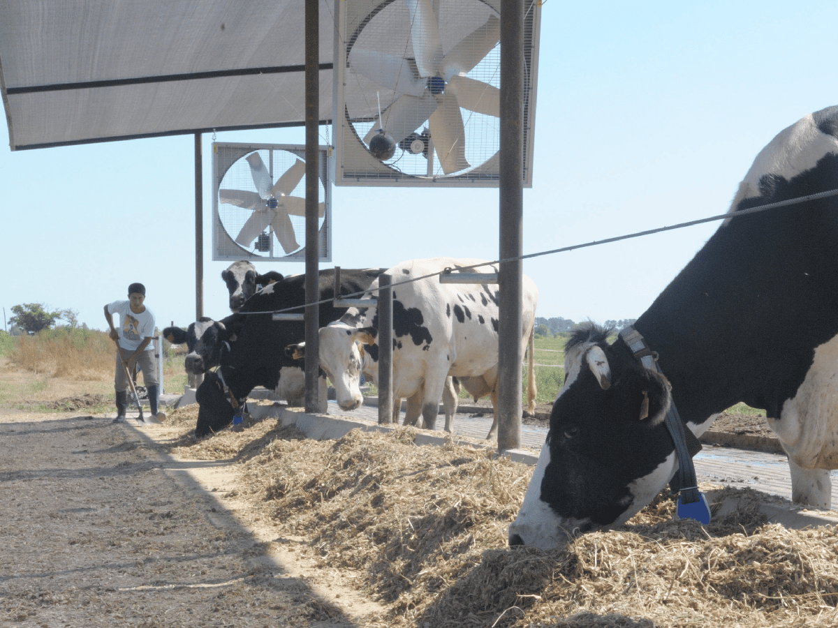 Estrés calórico en vacas: la prevención como  mejor estrategia      