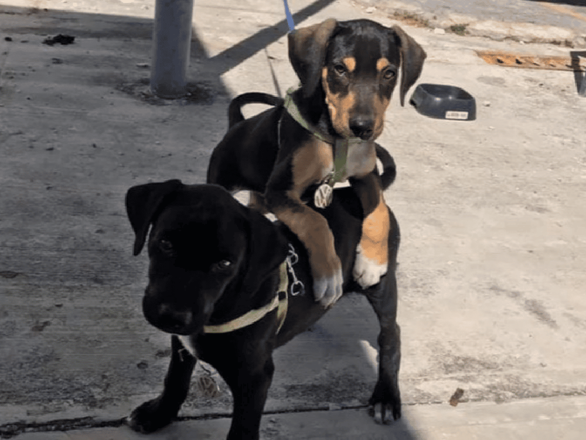 Agencia de autos adoptó a dos perritos abandonados y los "contrató" como vigilantes