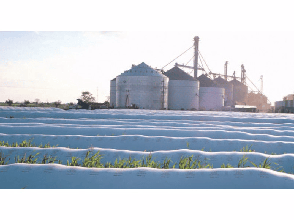 El acopio de soja en silobolsas podría sostener el precio internacional en 2018           