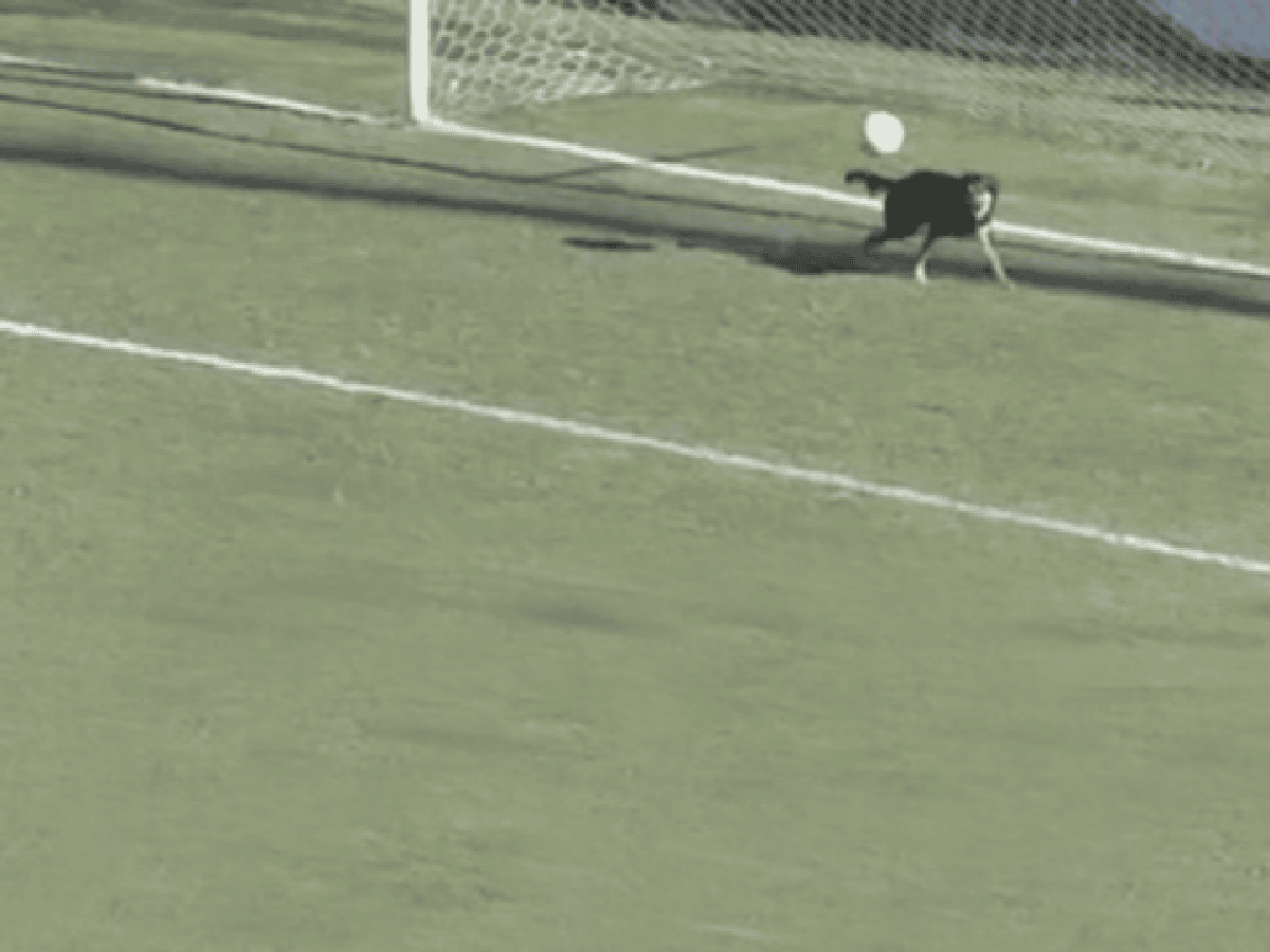 Otro perro arquero: le atajó un gol a Juventud Unida de Gualeguaychú