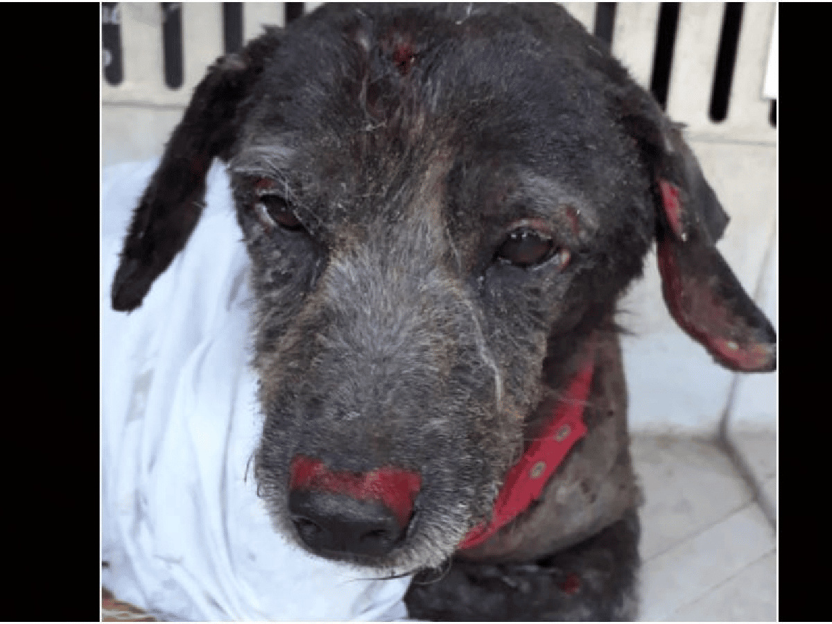 Murió el perrito encontrado con quemaduras en barrio Sáenz Peña