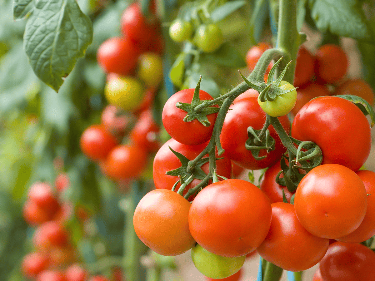 Consejos para cultivar tomates cherry orgánicos durante todo el  año