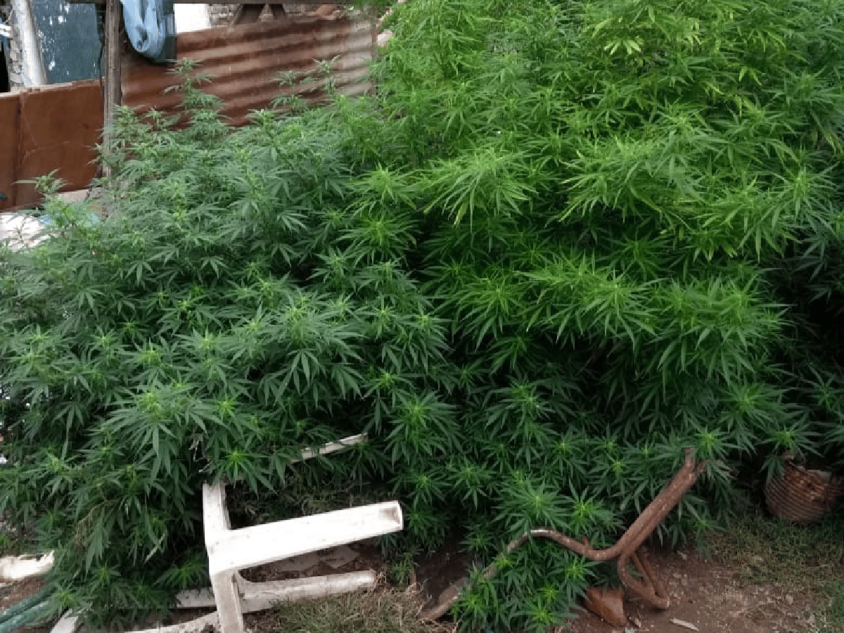 Secuestraron seis plantas de marihuana en una casa de Pasaje Reconquista 
