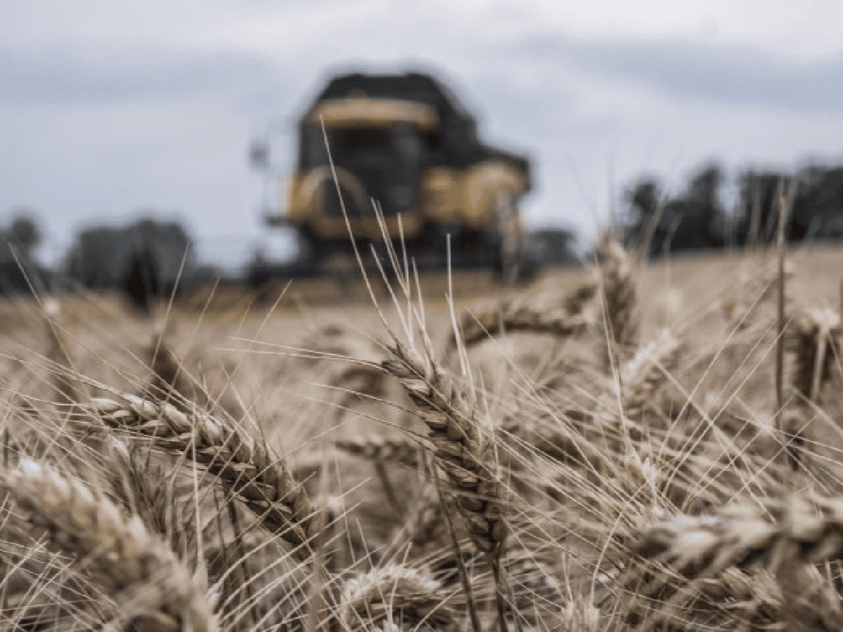La producción de trigo será menor en el este provincial