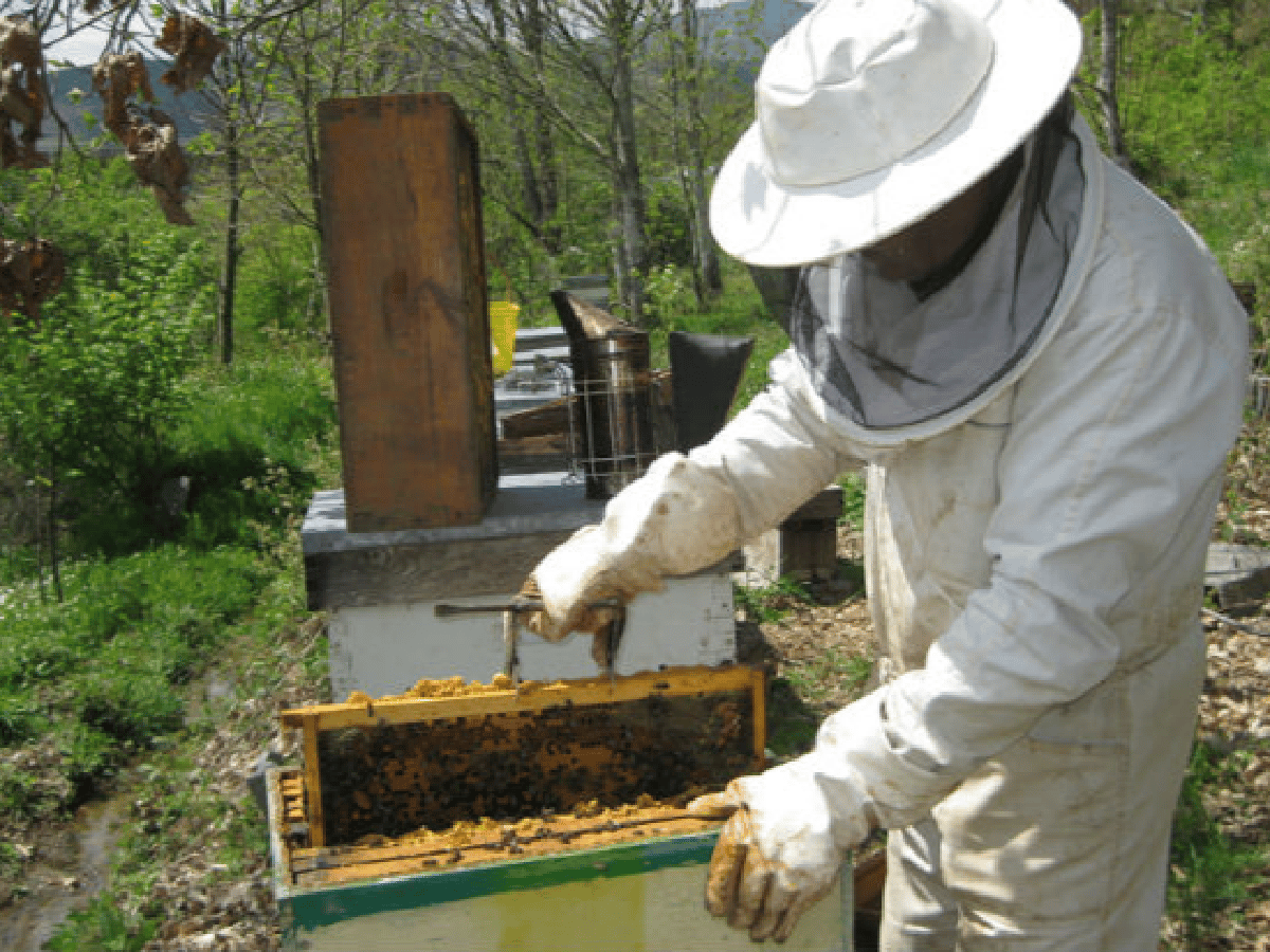 El 10 de agosto se eligen los delegados provinciales de apicultura