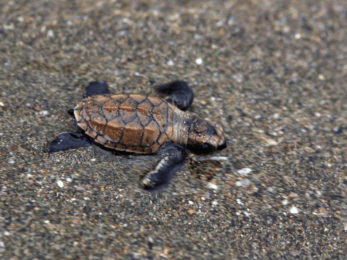 Nacieron 97 tortugas en peligro de extinción en una playa que quedó vacía por la cuarentena 