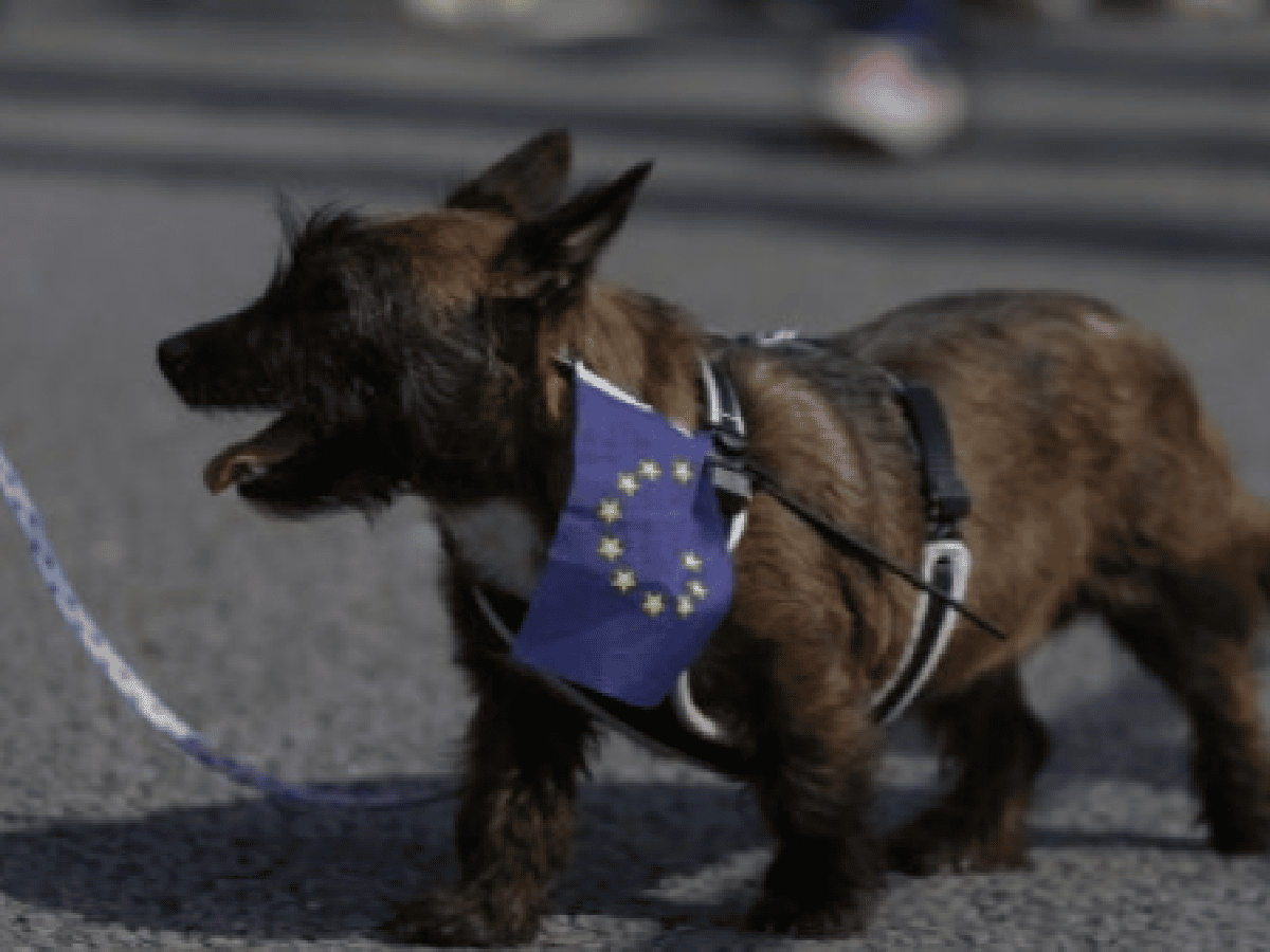 ¡Guau! Los perros de Londres se manifestaron contra el Brexit