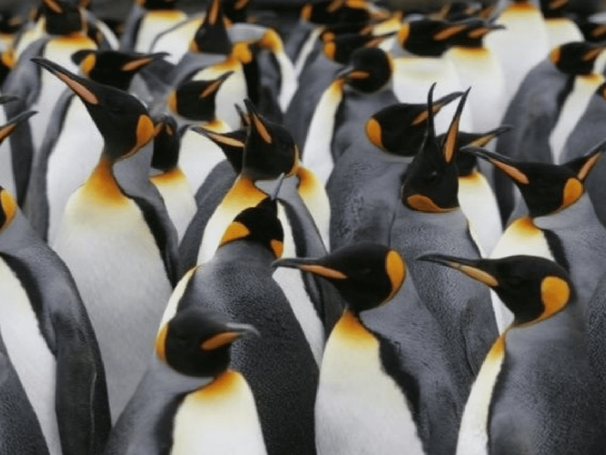 Murieron miles de crías de pingüinos en la Antártida porque se derritió su hábitat