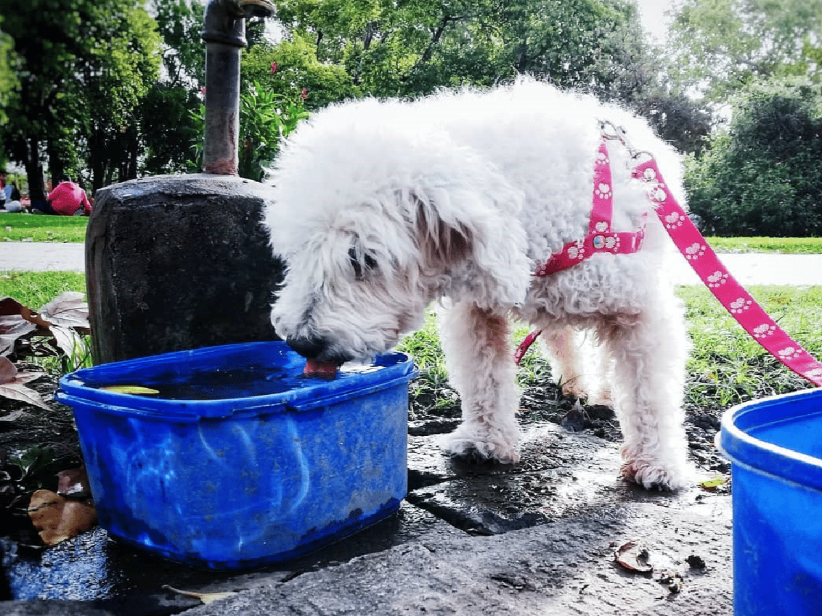  Una chica junta para darles agua a los animales callejeros