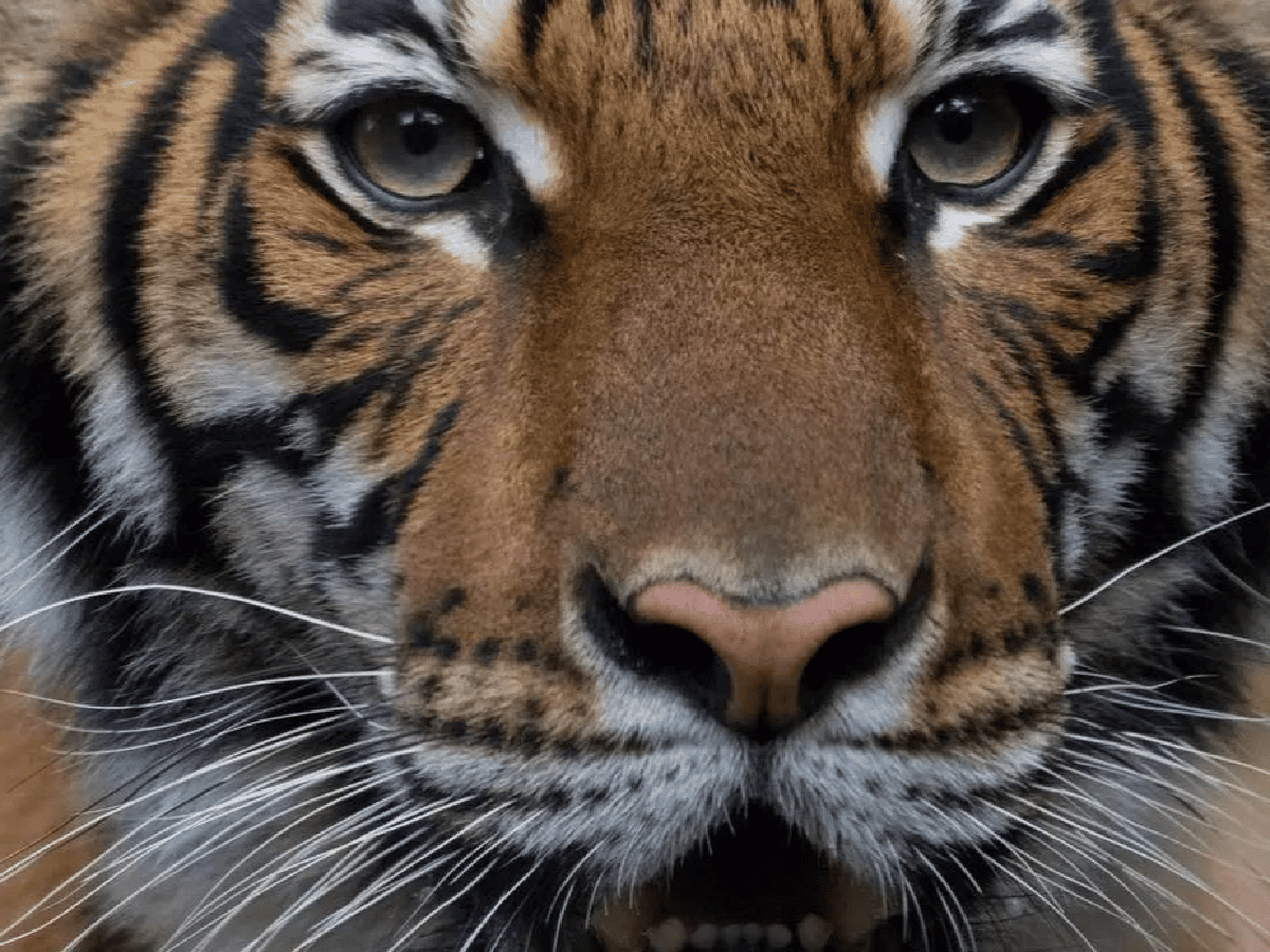 Estados Unidos: una tigresa de un zoo de Nueva York tiene coronavirus