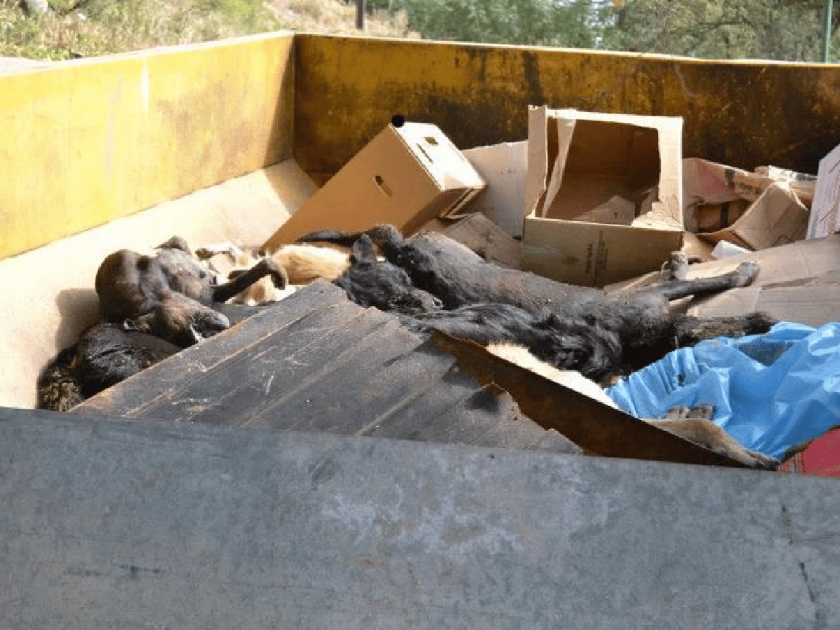 Matanza de perros: absuelven al ex intendente de Deán Funes 