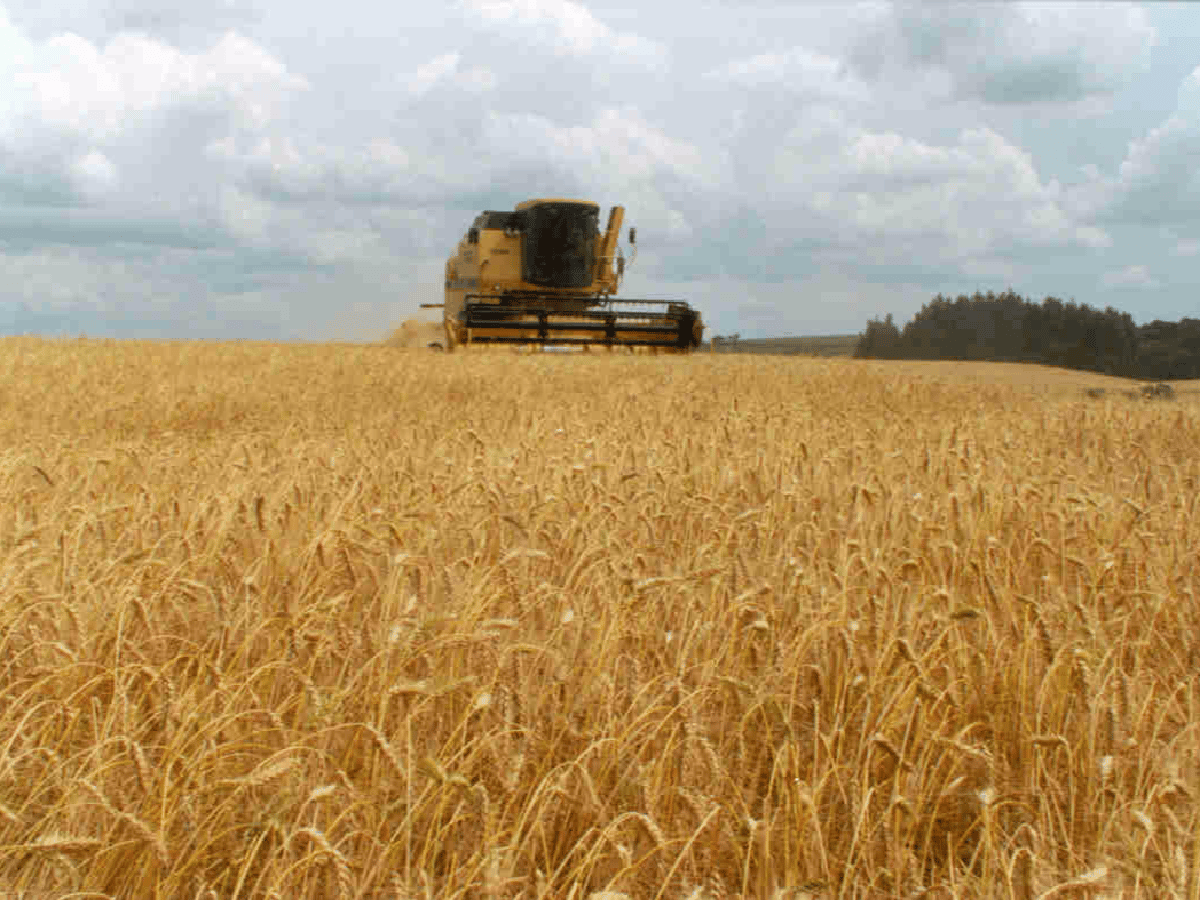 La cosecha de trigo y cebada cerró con récord de 23,1 millones de toneladas