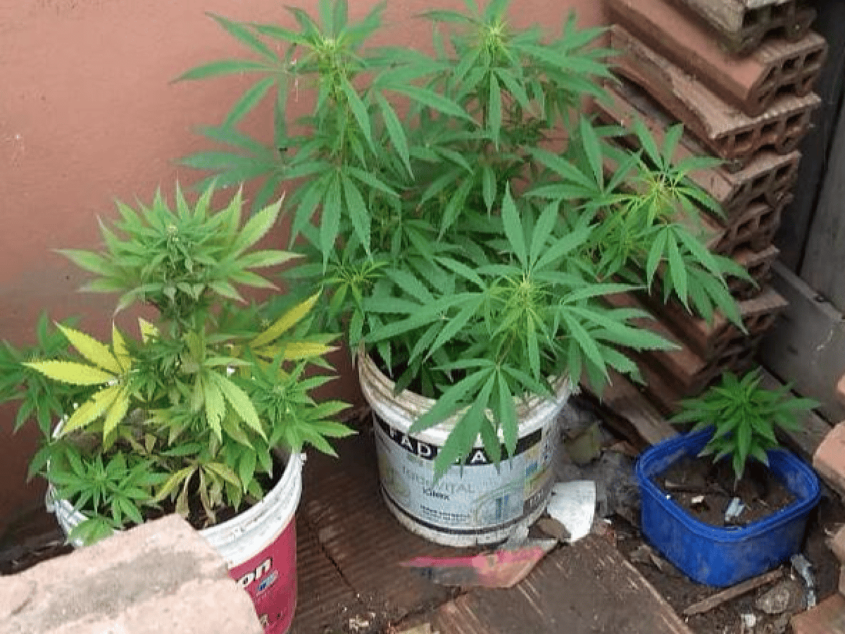 Secuestran plantines de marihuana en Brinkmann