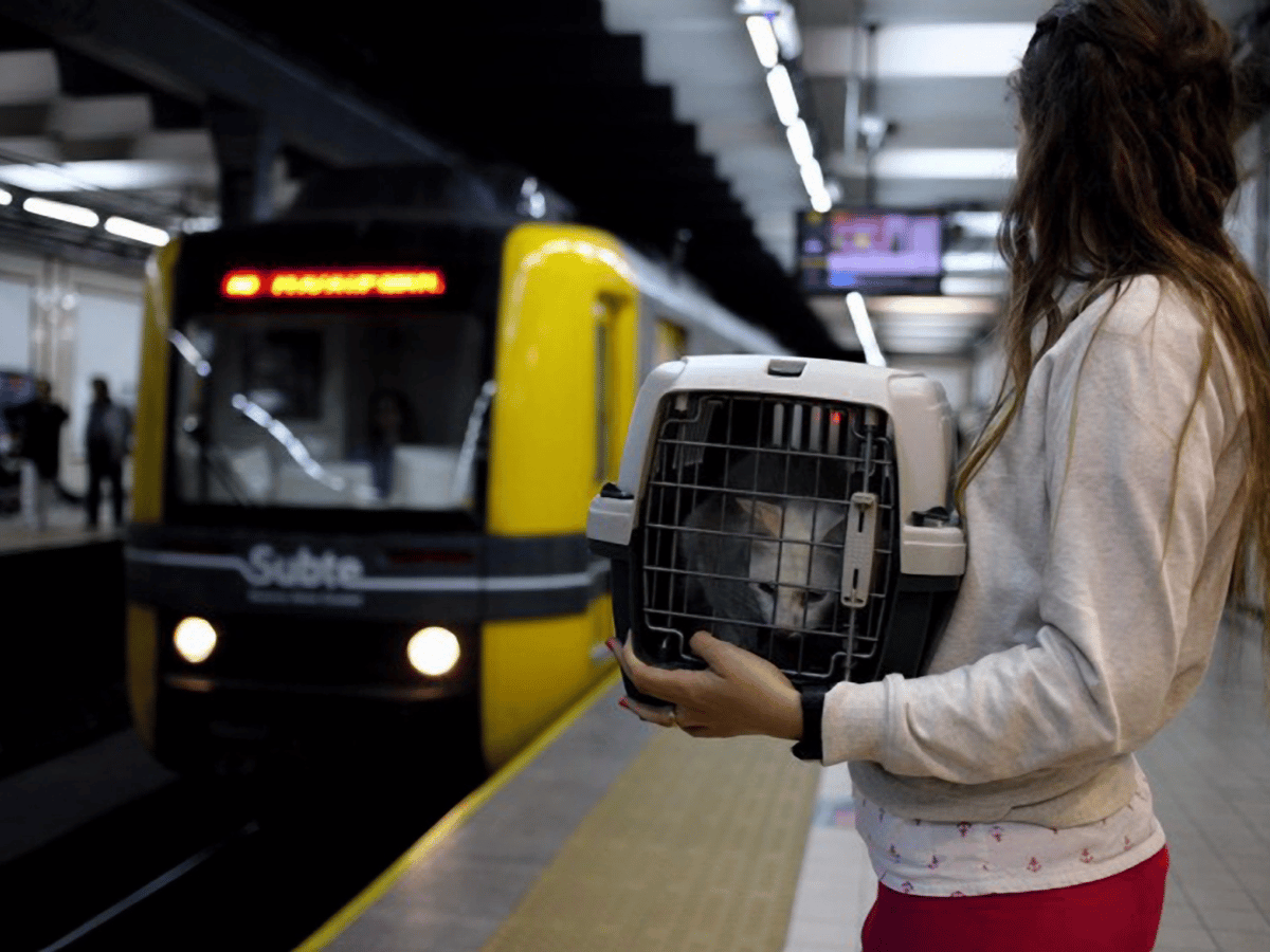 Los perros y gatos podrán viajar en los subtes de Buenos Aires 