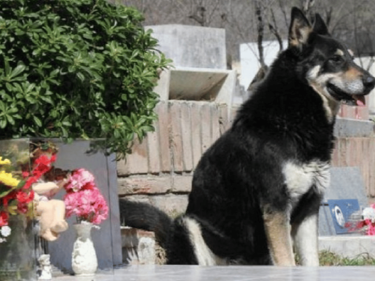 Polémica por el entierro del perro que pasó 10 años junto a la tumba de su amo