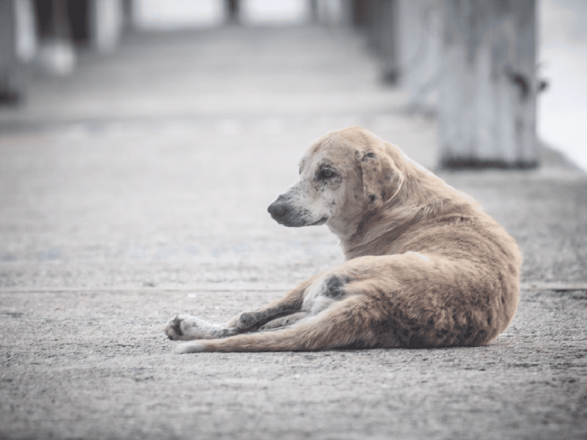 Las Varillas: abandonar un animal en la calle puede costar una multa de 16 mil pesos