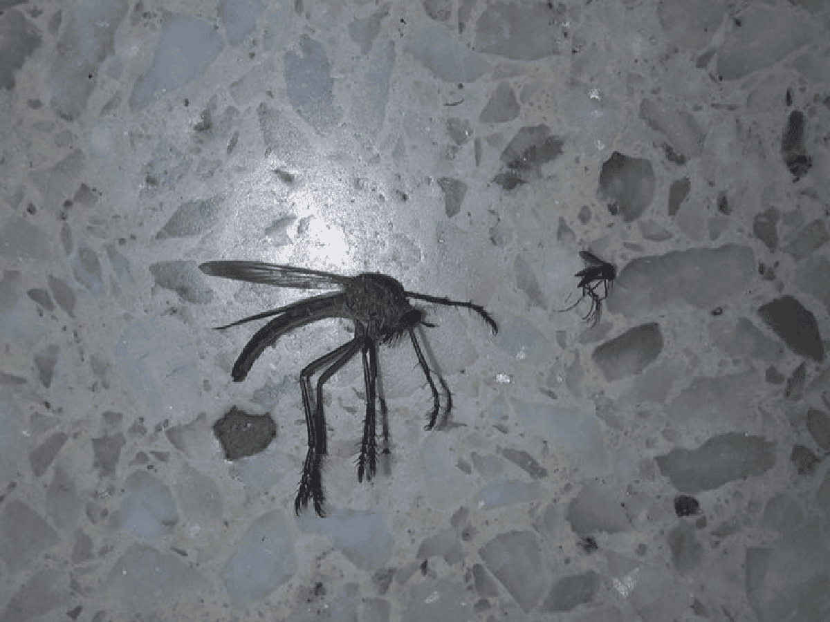 El extraño mosquito que es viral en Córdoba