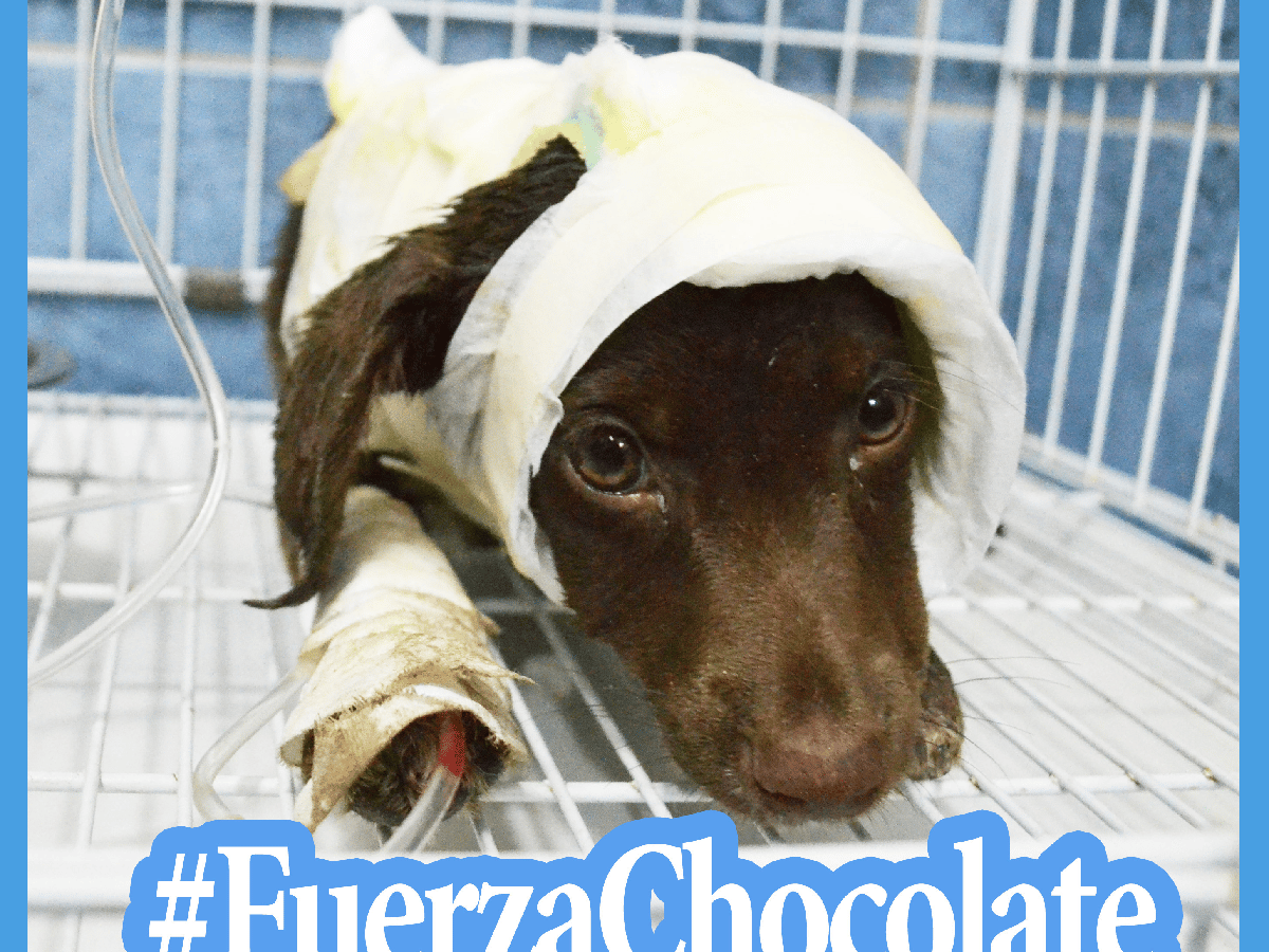 #FuerzaChocolate: la campaña viral contra el maltrato animal: el tratamiento del cachorro demandará dos meses 