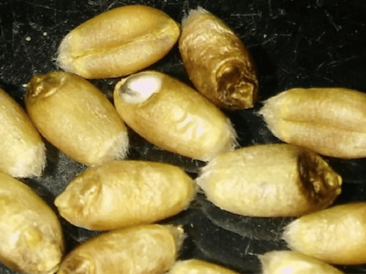 Alertan por alta presencia de fusarium en semillas de trigo