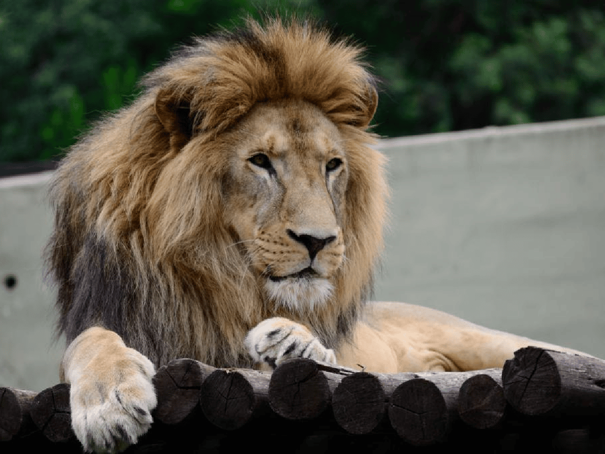 “Tango”, el león del Zoo Córdoba, será trasladado a un santuario en Sudáfrica