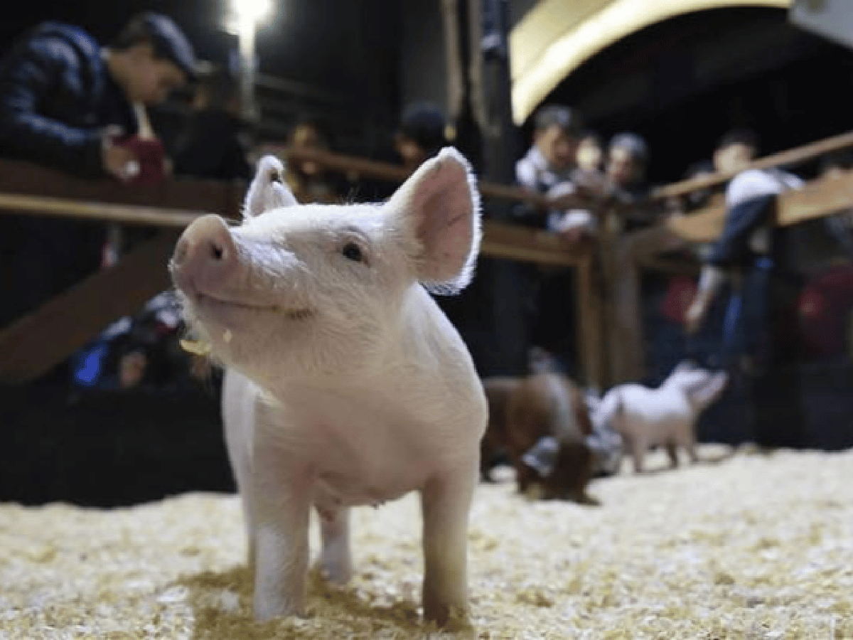 Drástica medida contra la peste porcina: el Gobierno prohibió las ferias con cerdos
