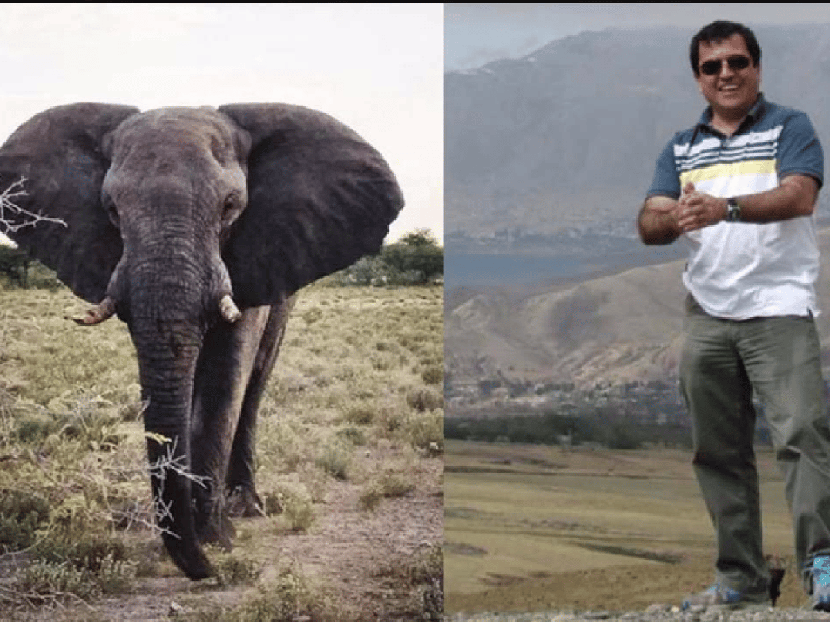 Namibia: cazador argentino murió aplastado por un elefante 