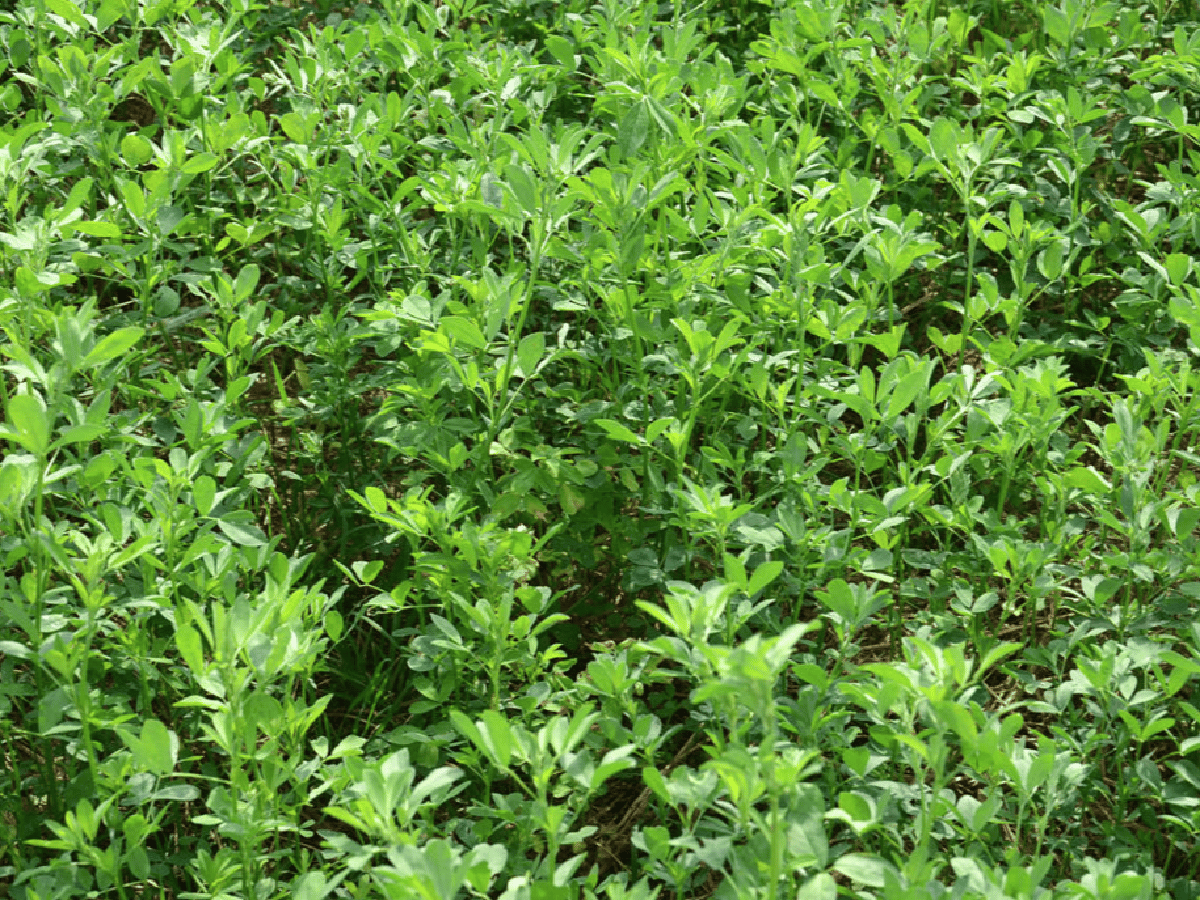 Autorizan la primera variedad de alfalfa transgénica del país