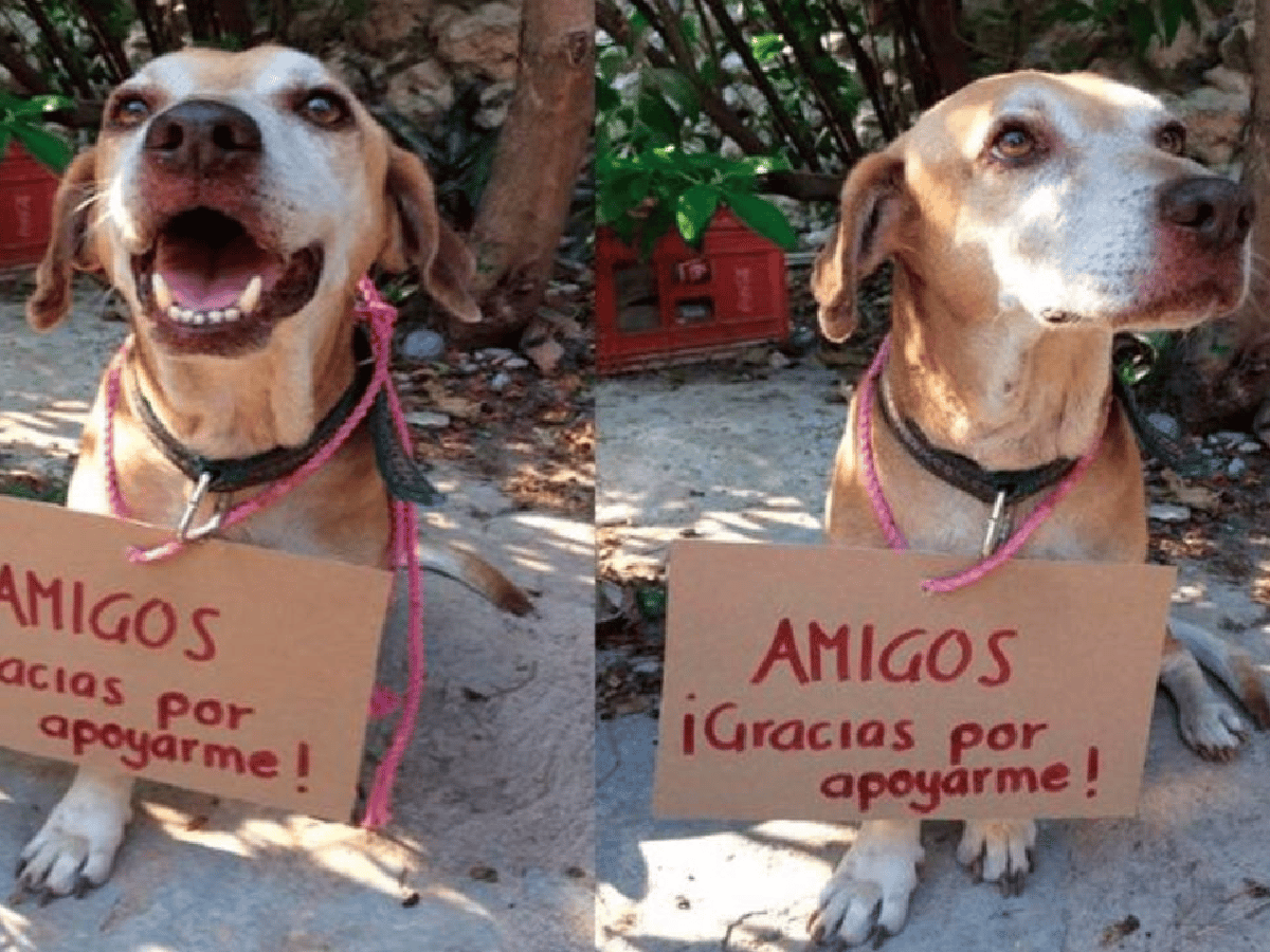 Un perro vende postres para costear su quimioterapia