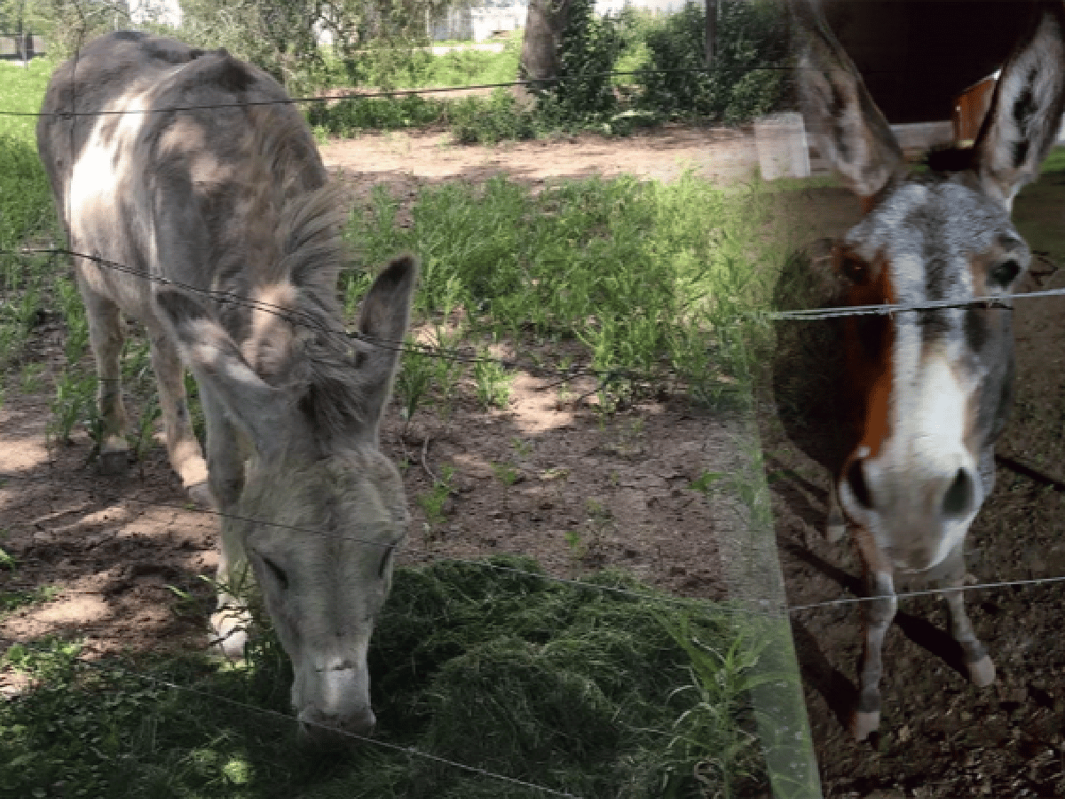 Insólito: robaron los dos burros que identifican a la yerba Cachamai