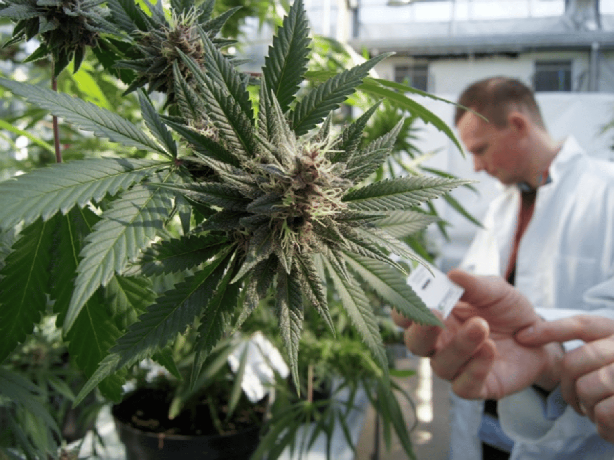 La OMS pidió retirar al cannabis de la lista de drogas peligrosas
