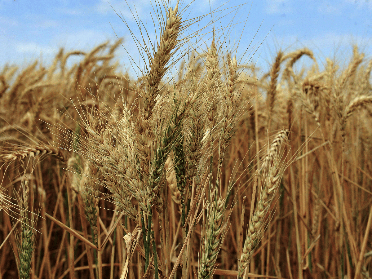 En un año de cosecha récord, Córdoba será sede de congreso internacional sobre trigo