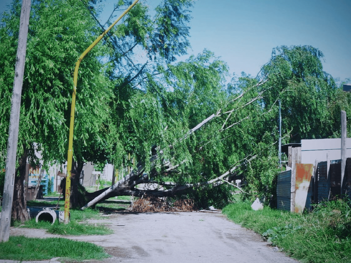 En barrio La Milka hace un mes que los vecinos tienen un árbol que corta la calle