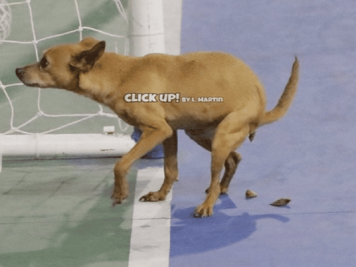 [Video] En un partido de fútsal un perro invadió la cancha, defecó y lo adoptó un jugador