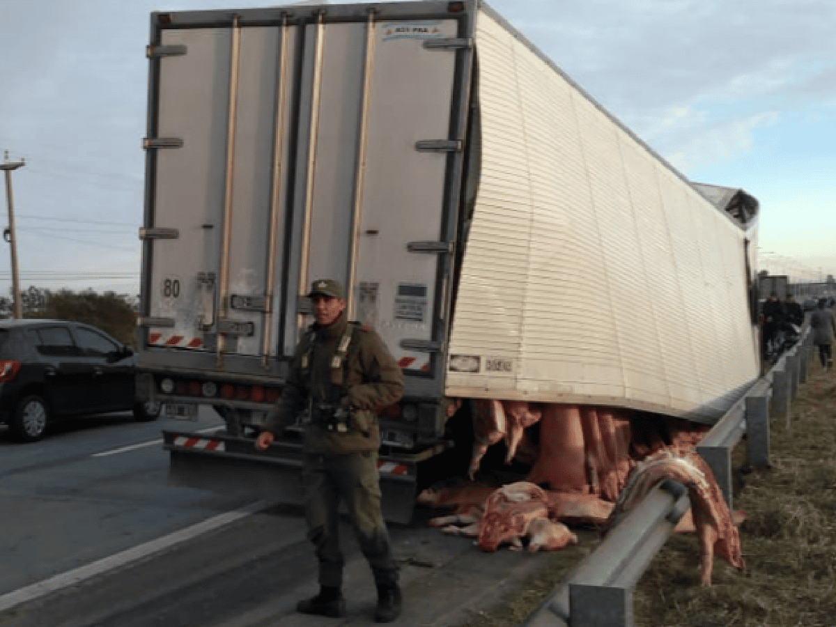 Santa Fe: un camión se desfondó y perdió su cargamento de cerdos