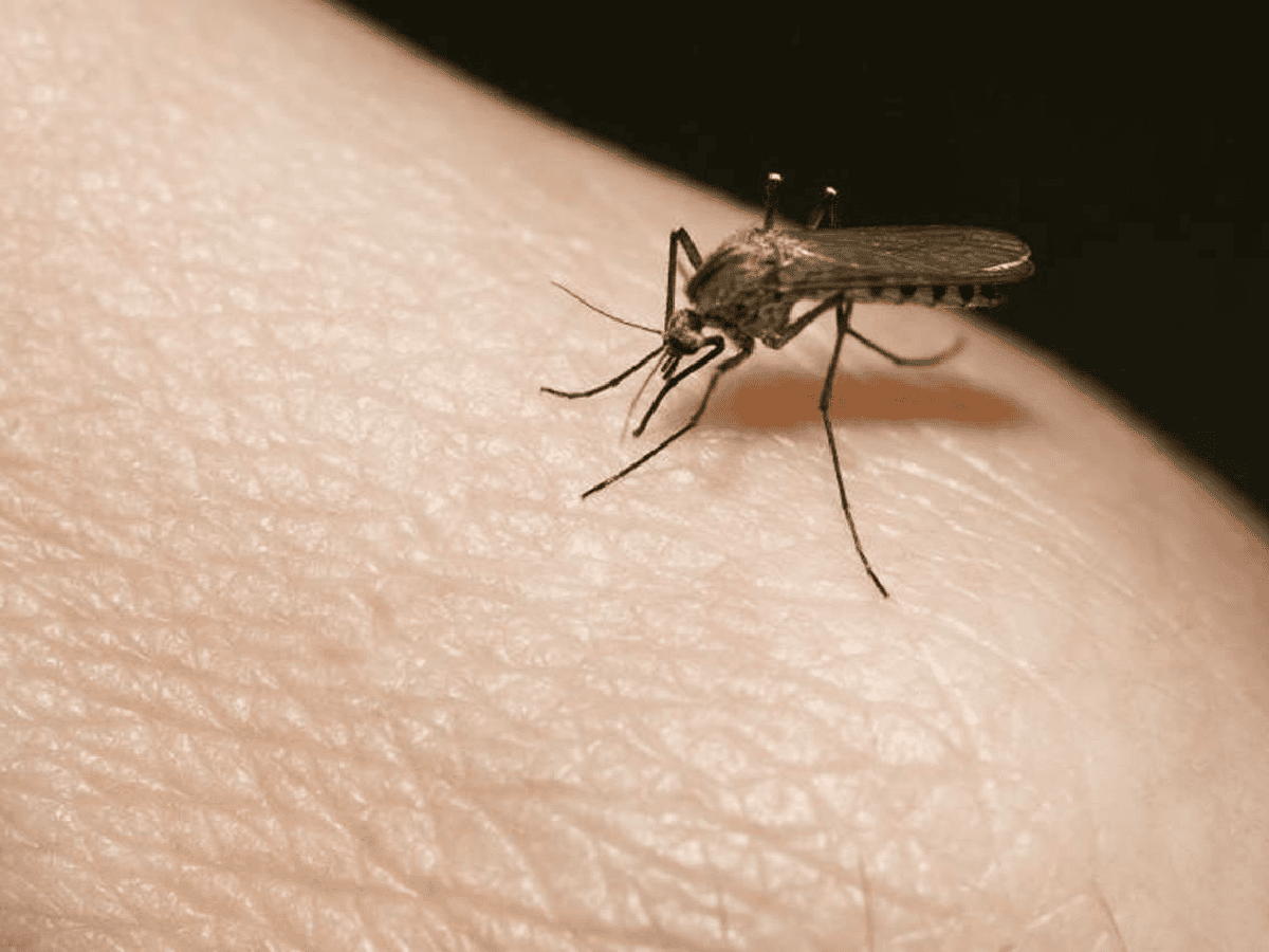 Dengue, chikungunya y zika: recomendaciones para viajeros 