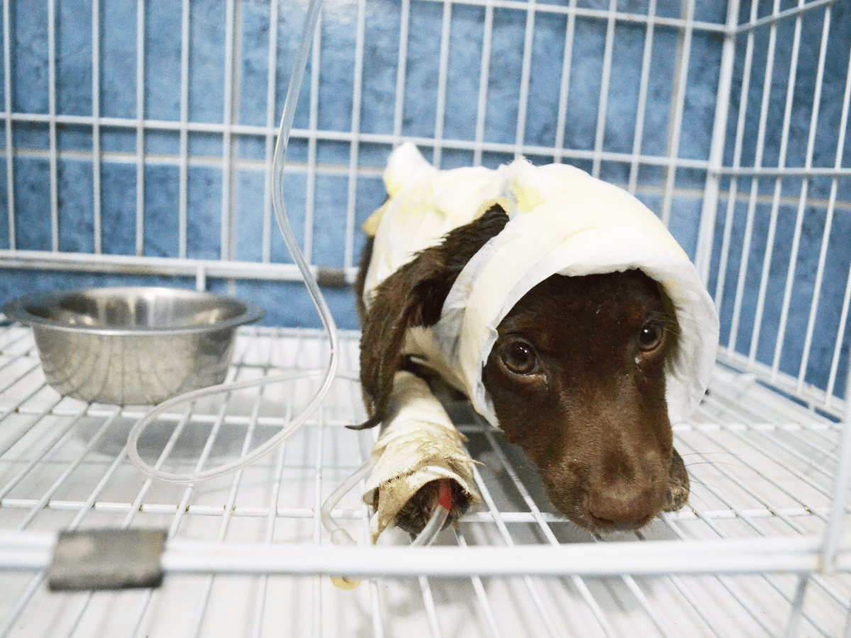 Por Chocolate y otros perros, los animales tienen lugar en el nuevo Código Penal