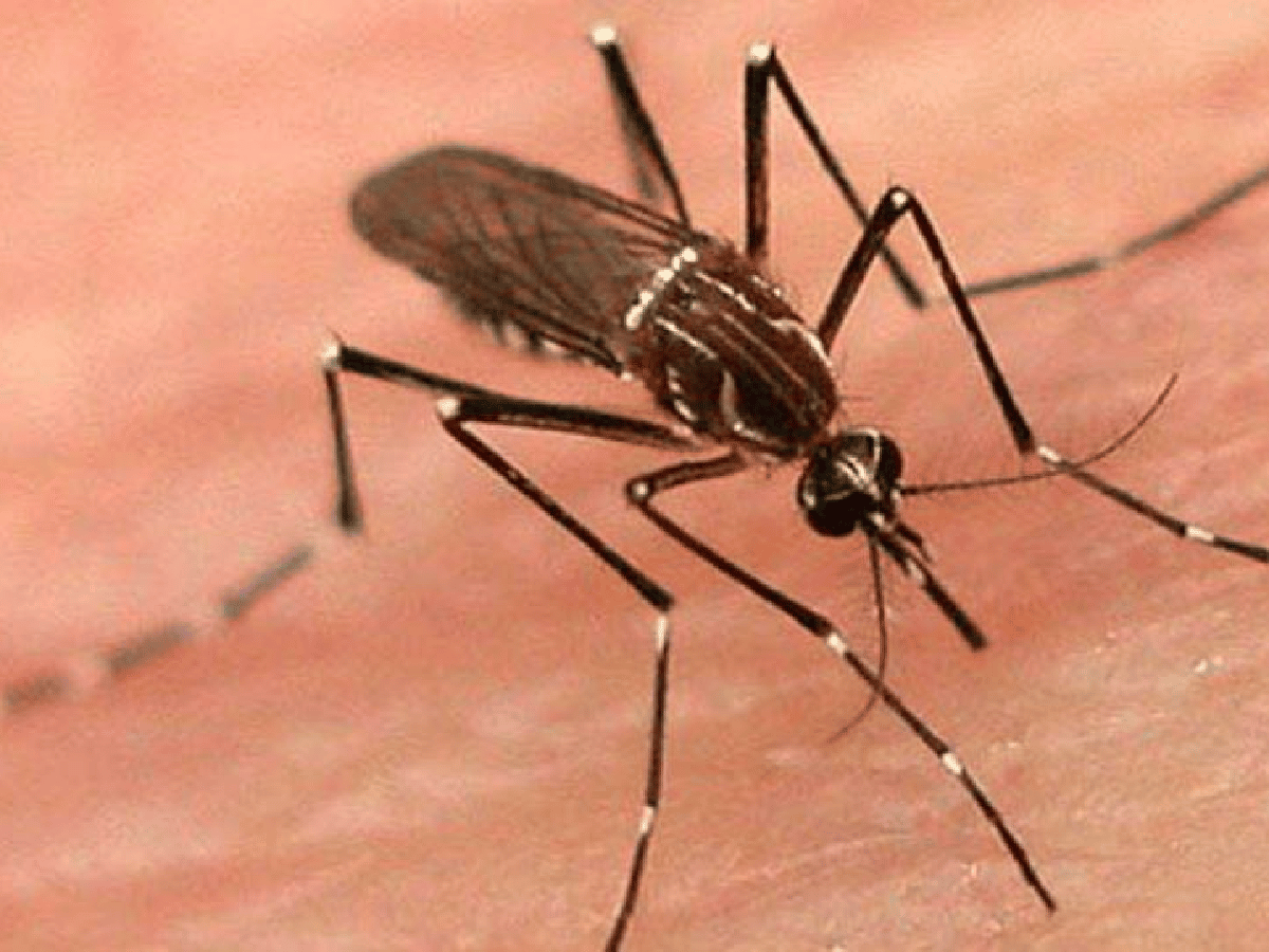 Confirman cuatro nuevos casos de dengue en Córdoba