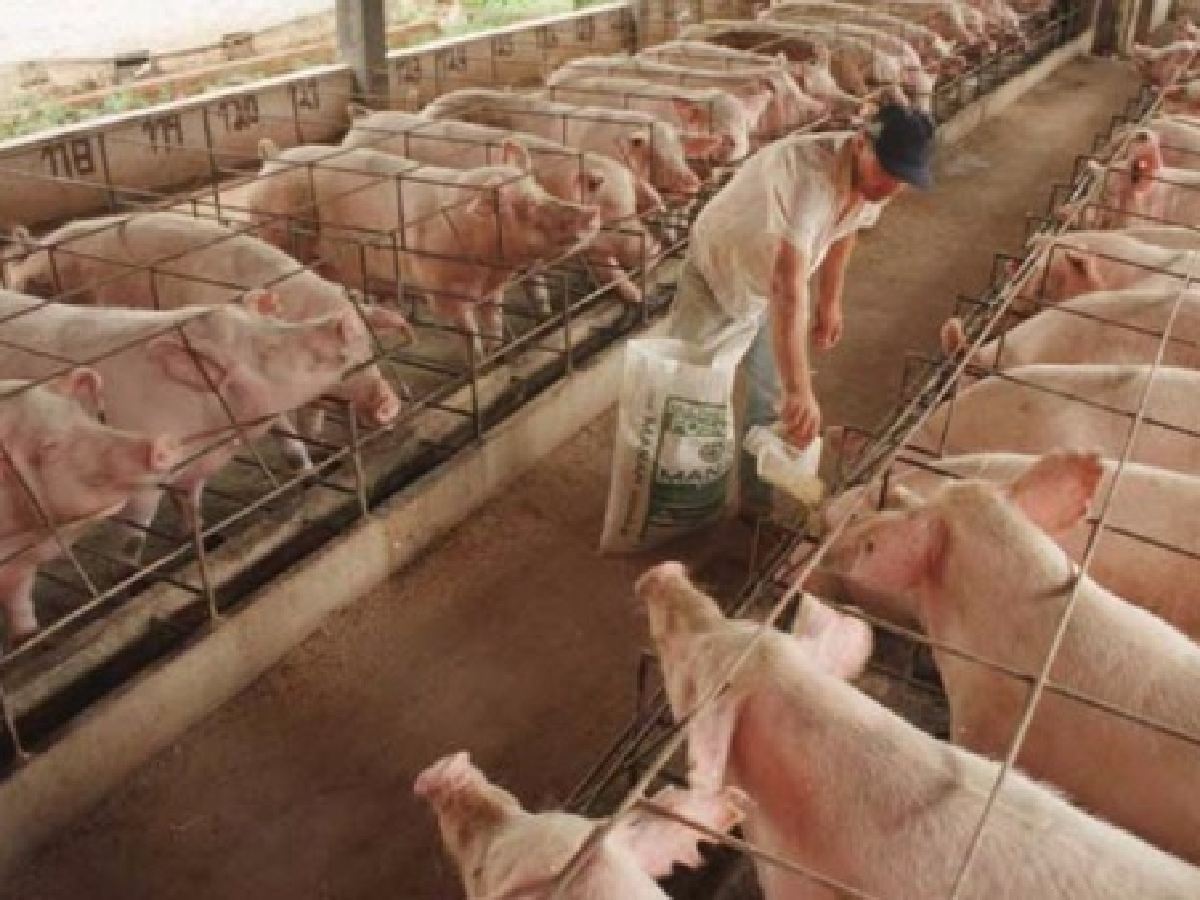 Cadena porcina  alcanza récord de  faena y producción