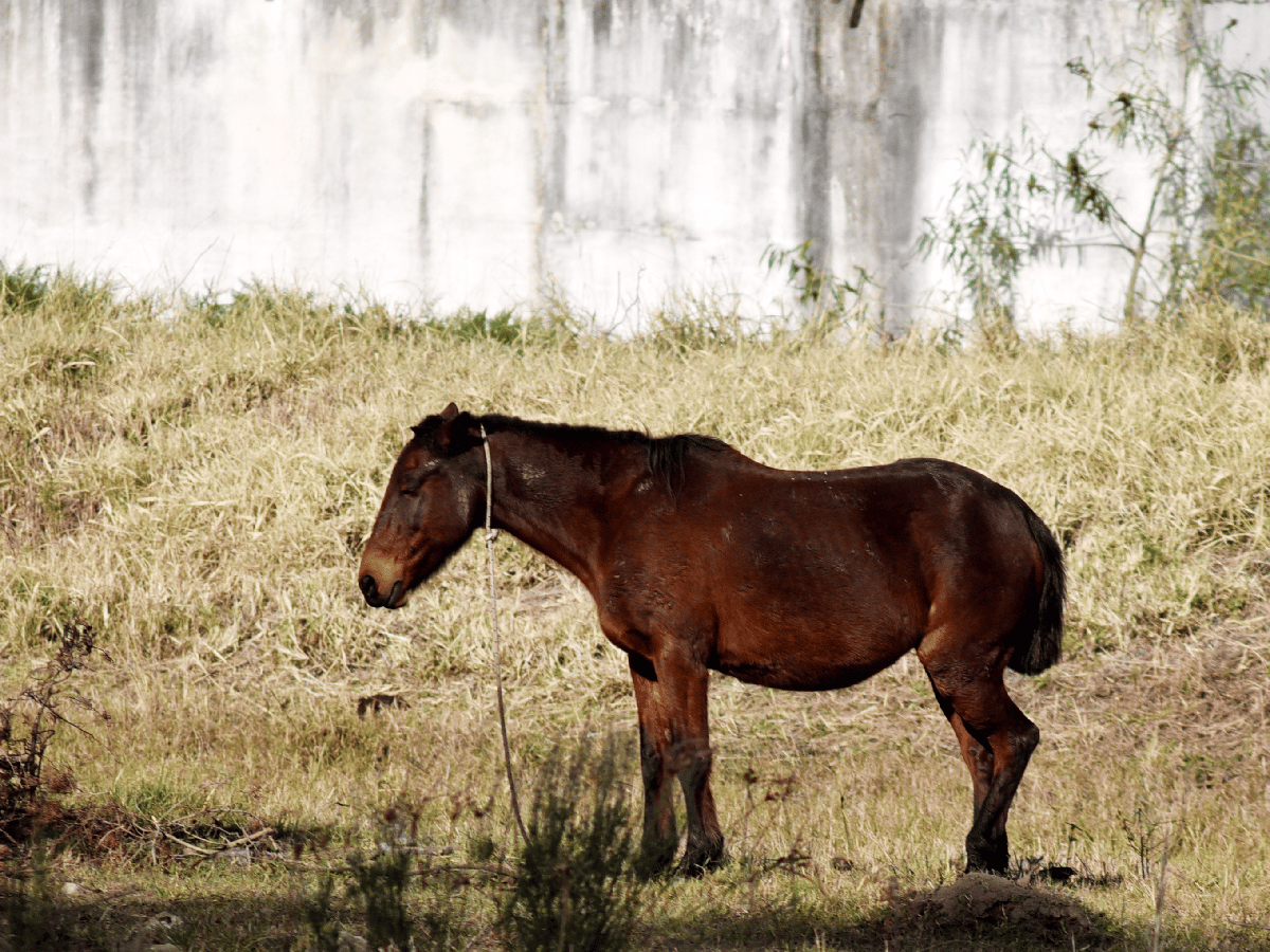Municipio aplicará fuertes multas por caballos sueltos en la vía pública  