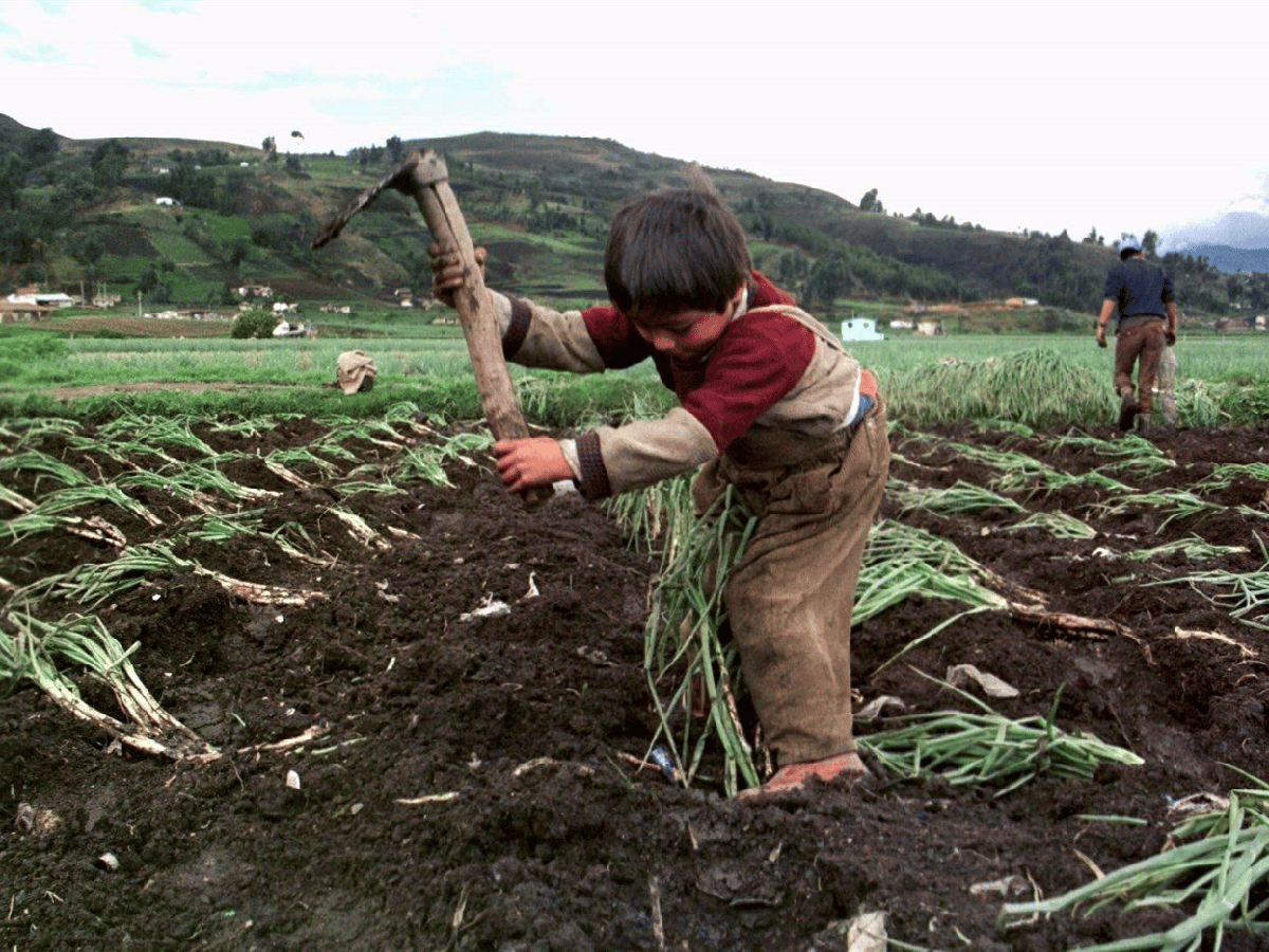 Sigue la polémica en Jujuy por el trabajo infantil tras la defensa de un diputado oficialista