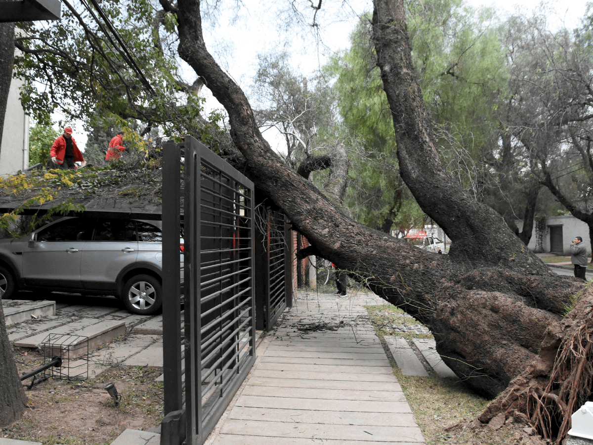Cortes de luz, árboles y postes caídos por la tormenta de viento en Córdoba