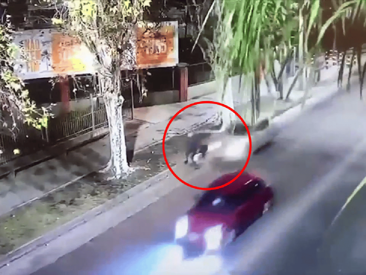 [Video] Buenos Aires: ebrio arrolló a un ciclista, huyó y chocó contra otro auto