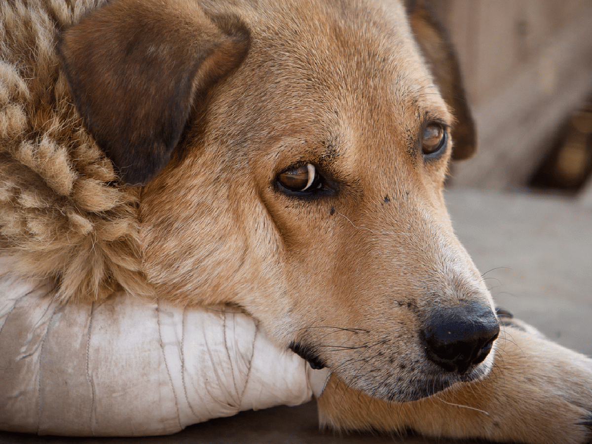 El municipio de Rafaela  impulsará una campaña  contra el maltrato animal 